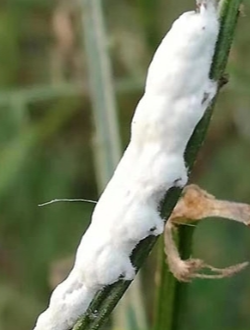 Fungus-based Bio-insecticides